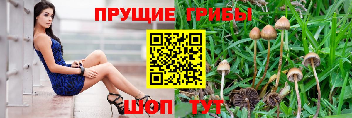 Псилоцибиновые грибы GOLDEN TEACHER Жуковский
